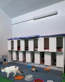 EL AYUNTAMIENTO DE VALNCIA ELIMINA LAS ANTIGUAS JAULAS DE CONFINAMIENTO DE GATOS DEL CENTRO DE ACOGIDA DE ANIMALES Y CREA UN ESPACIO DIÁFANO Y COMUNICADO CON EL EXTERIOR
