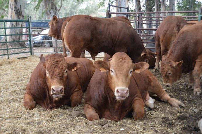 Archivo - Feria de ganado de coín 2017 vacas vacuno