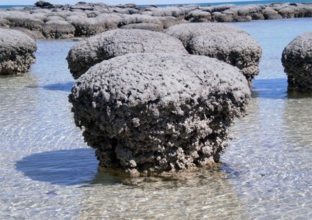 Estromatolitos en Shark Bay, Australia Occidental.