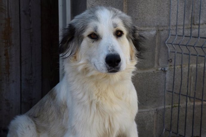 Más de 300 perros encuentran hogar en 2020 gracias al servicio de recogida de animales de la Diputación de Huesca.