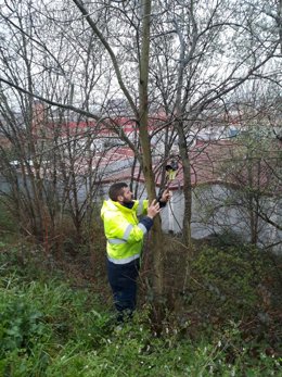 Trampa contra la avispa velutina.