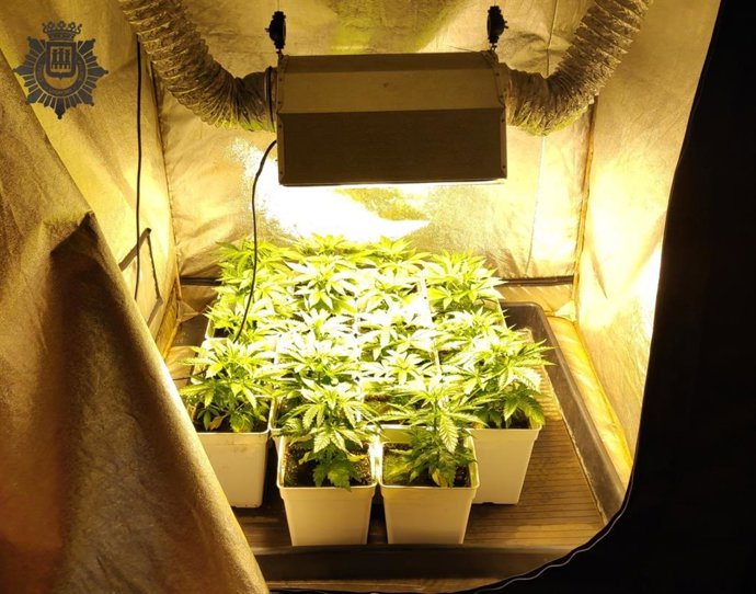 Plantación de marihuana en Logroño