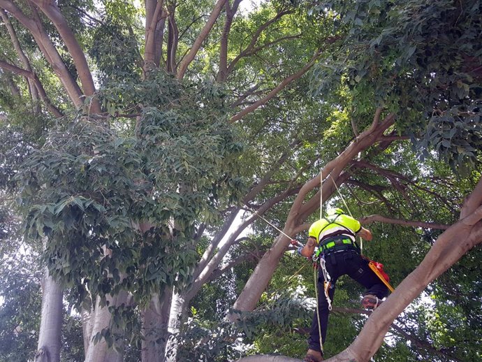 Archivo - Uno de los árboles 'singulares' que está revisando el Ayuntamiento de Murcia