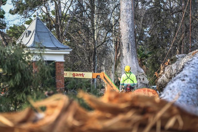 Un operario realiza trabajos de supervisión de árboles en El Retiro, en Madrid (España) a 4 de febrero de 2021. El Ayuntamiento de Madrid ha establecido un plan de 50 días para abordar la totalidad de los árboles afectados tanto por la borrasca 'Filomen