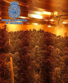 Nota De Prensa: Ingresa En Prisión El Presunto Responsable De Una Plantación De Marihuana Ubicada En El Puerto De Santa María