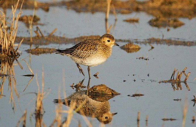 El Parc Natural del Delta de l'Ebre ha registrado este año 176.089 pájaros acuáticos invernales de 92 especies distintas