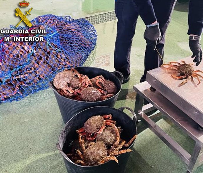 La Guardia Civil intercepta 52 kilos de marisco indocumentado en Nigrán (Pontevedra).
