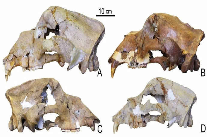 Archivo - Cráneos de oso de las cavernas de las cuevas de Kudaro en las montañas del Cáucaso, incluido (D) del Pleistoceno medio