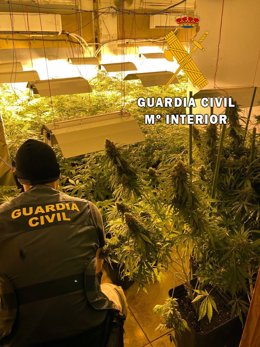 La Guardia Civil interviene una plantación de marihuana en Roquetas de Mar (Almería)