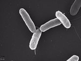 Foto: Cómo la bacteria 'Salmonella' logra sobrevivir en el cuerpo humano