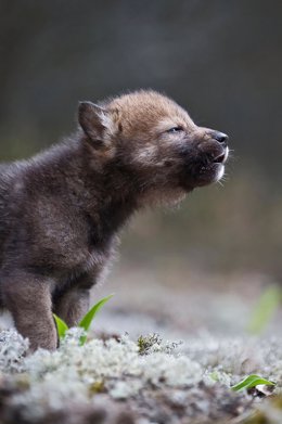 Cachorro de Lobo Ibérico.