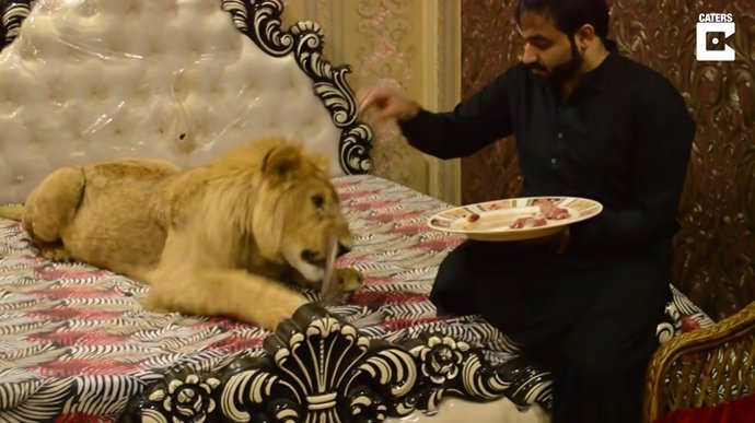 Este paquistaní tiene un león de 76 kilos viviendo en su casa donde tiene hasta su propia cama
