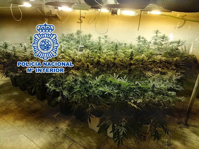 Nota De Prensa:"La Policía Nacional Intensifica Su Actividad Contra El Cultivo Y Tráfico De Marihuana En La Provincia De Alicante"