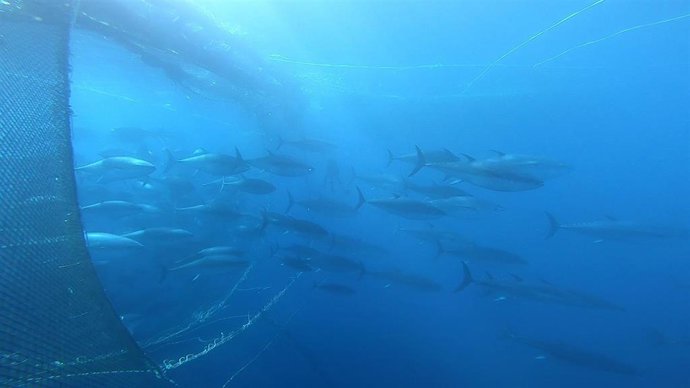 Imagen de ejemplares de atún rojo