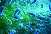 Foto: Investigadores del CSIC describen un mecanismo por el que las bacterias se adhieren a las células para infectarlas