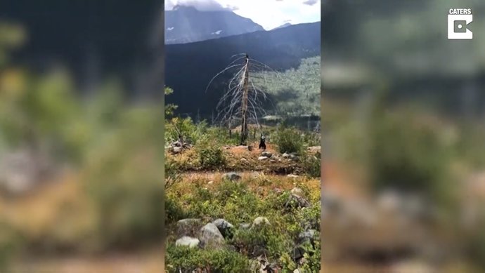 Un oso salvaje irrumpe el paseo de unos excursionistas