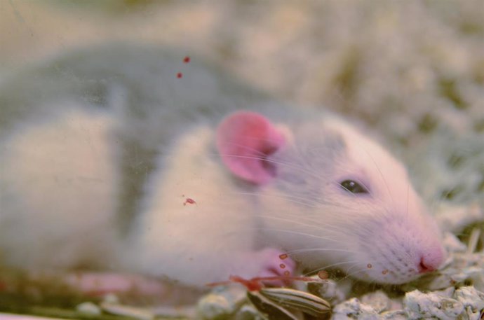 Archivo - Ratón, ratones, rata, ratas, hamster, rata de laboratorio, roedor, roedores