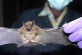 Foto: Experto avisa de que las patologías que se transmiten entre especies afectan cada año a más de 300.000 europeos