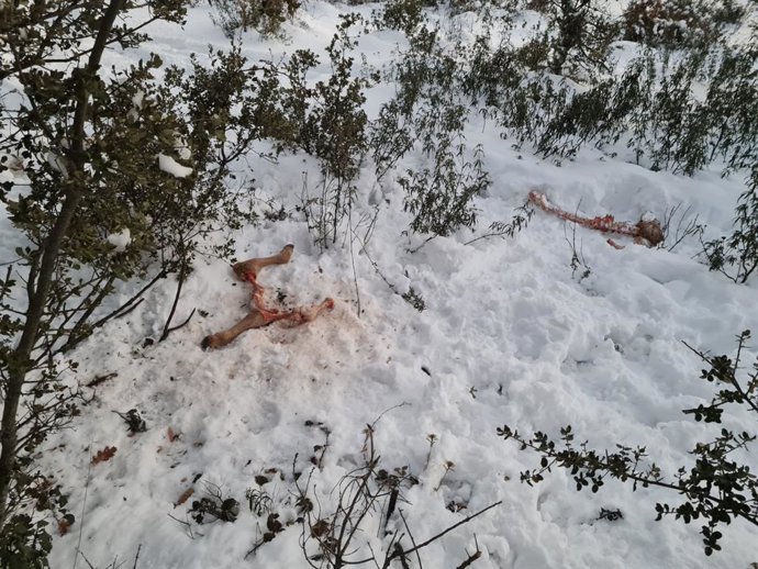 Archivo - Ataques de lobo a ganado en la Sierra Norte de Guadalajara