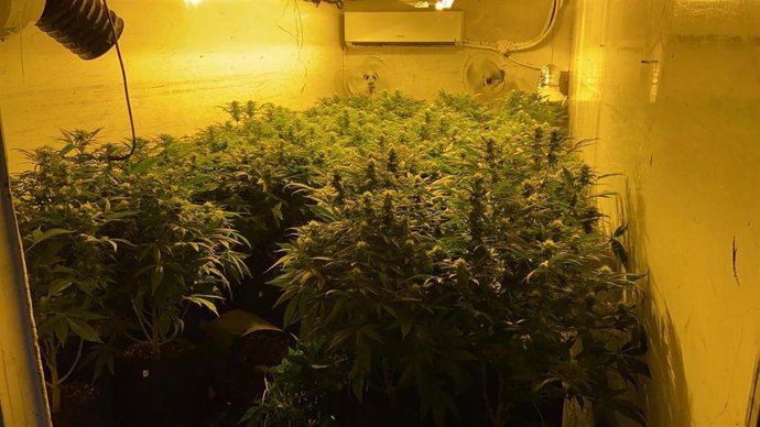 Imagen de la plantación de marihuana incautada en Las Torres de Cotillas