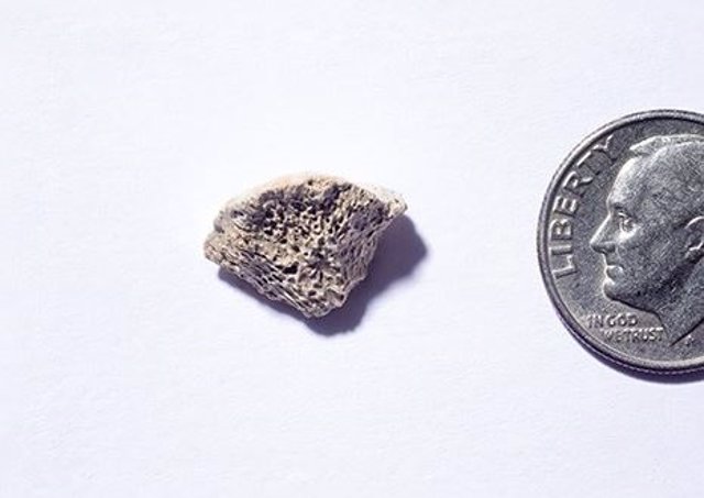Este fragmento de hueso, encontrado en el sureste de Alaska, pertenece a un perro que vivió hace unos 10.150 años, concluye un estudio.
