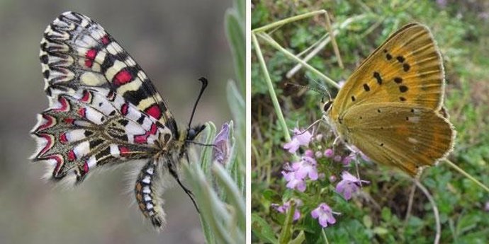 Archivo - Dos especies de mariposas estudiadas, 'Zerynthia rumina' (izquierda) y 'Lycaena virgaureae' (derecha)