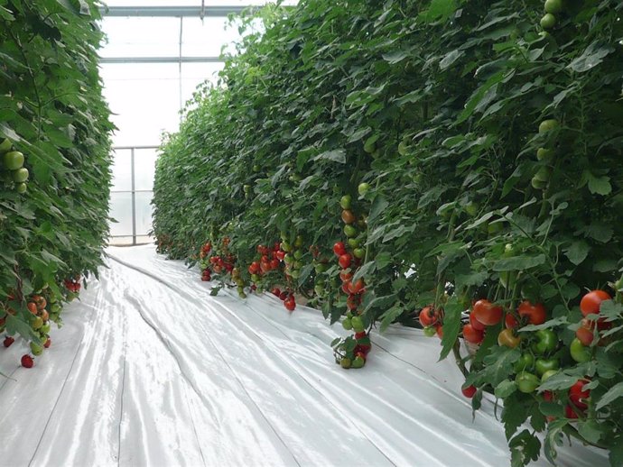 Archivo - Invernadero de tomate. Agricultura