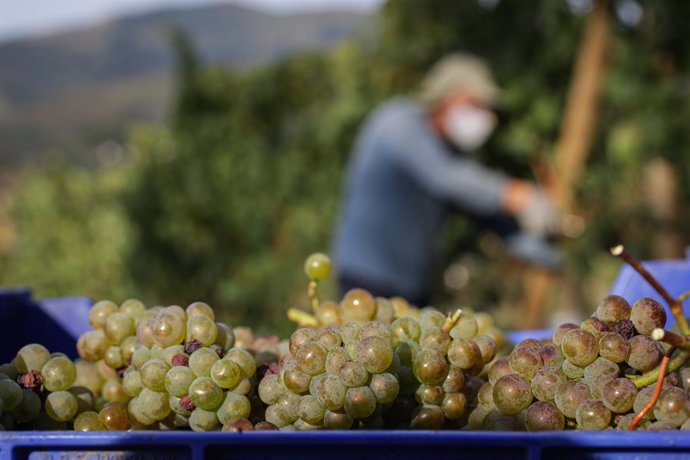 Archivo - Cestos de uvas recogidos por trabajadores de la Bodega Txabarri durante la vendimia para producir txakoli de Bizkaia, en Zalla, Vizcaya, Euskadi (España), a 14 de septiembre de 2020. La vendimia del  txakoli comenzó oficialmente el pasado vier