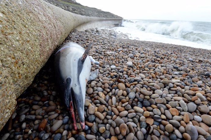 Archivo - Un cadáver de un delfín varado en Reino Unido