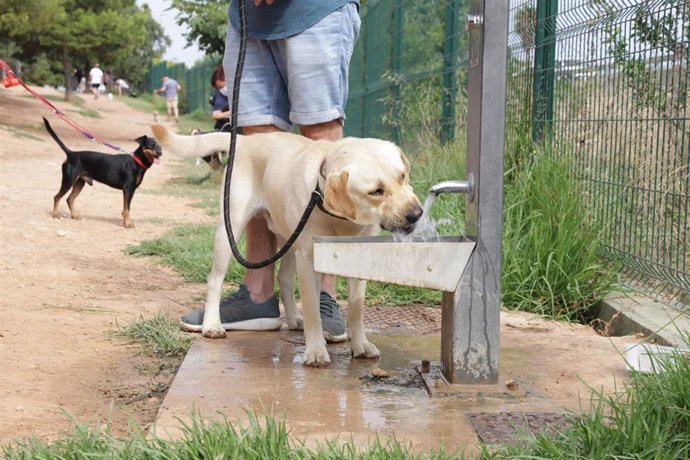 Un perro bebe agua en un espacio de esparcimiento canino