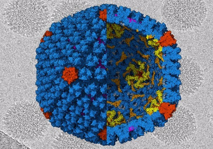 Archivo - Estructura del adenovirus 41 obtenida a partir de imágenes de crio-microscopía electrónica. Se muestran las proteínas de las caras en azul, de los vértices en rojo, y las diferentes proteínas cemento en varios colores.
