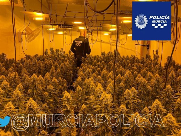 Un agente en la plantación de marihuana localizada en Espinardo