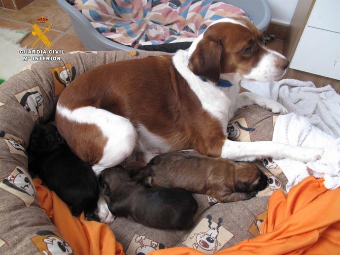 Algunos de los cachorros junto a su madre