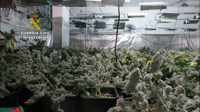 Marihuana intervenida en la operación 'Regugy'