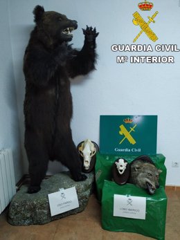 La Guardia Civil incauta un oso pardo y una cabeza de lobo ibérico disecados en Burujón.