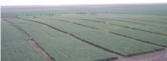 Imagen del campo demostrativo del estudio.