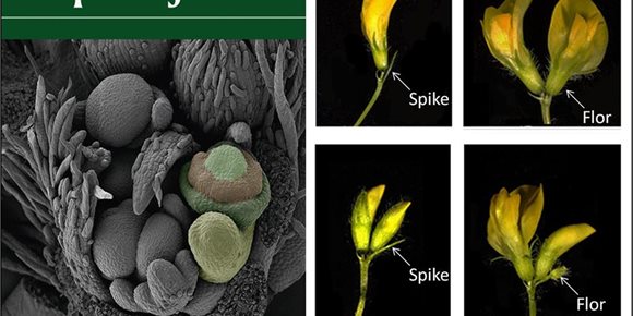 1. Identifican por primera vez un gen que controla el número de flores en las leguminosas