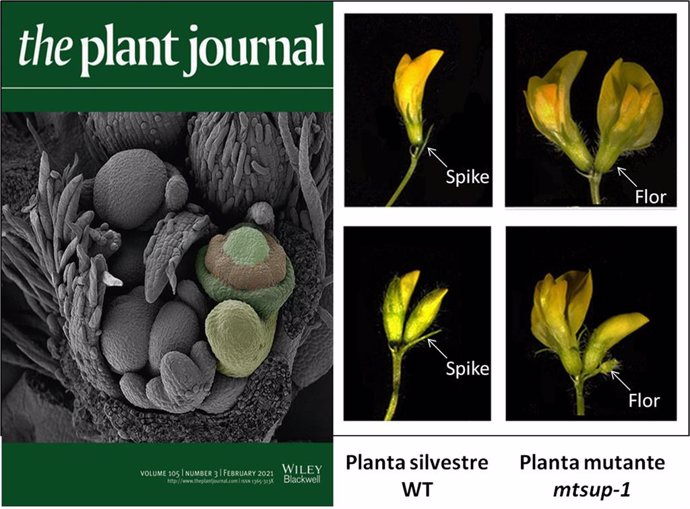 Portada del número de este mes de la revista The Plant Journal