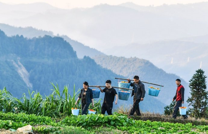 Archivo - Trabajadores agrarios en Guizhou