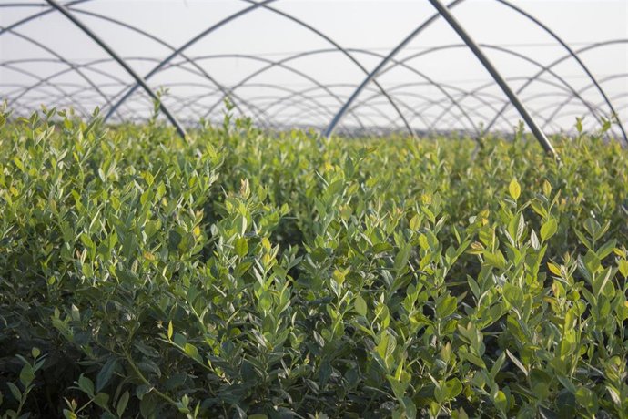 Archivo - Finca de arándanos en Lucena del Puerto.