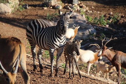 Una cebra, primer nacimiento del año en Terra Natura Murcia