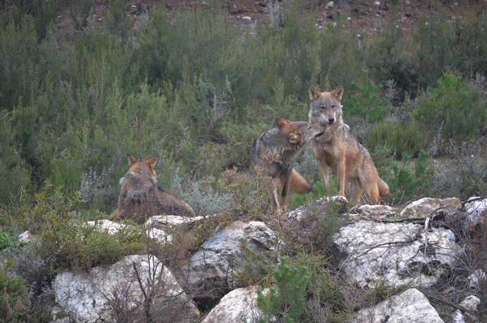 Ejemplares de lobo ibérico