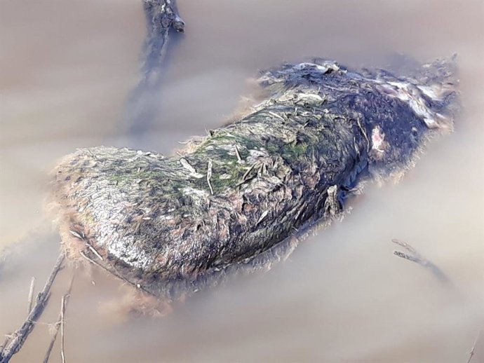 Lince fallecido en el caño Guadiamar.