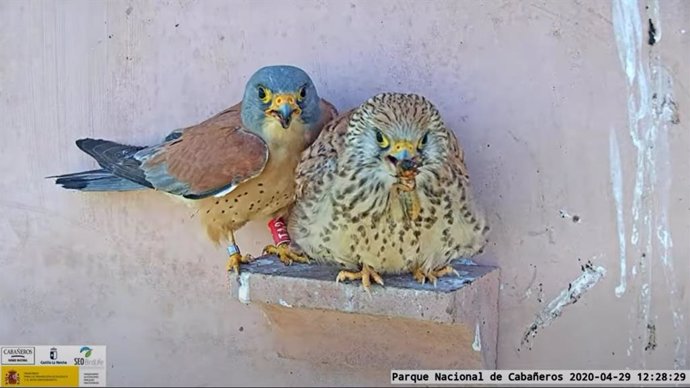 Los ciudadanos podrán observar los nidos de estas aves a través de tres webcams instaladas en el Centro de Visitantes del Parque Nacional de Cabañeros.