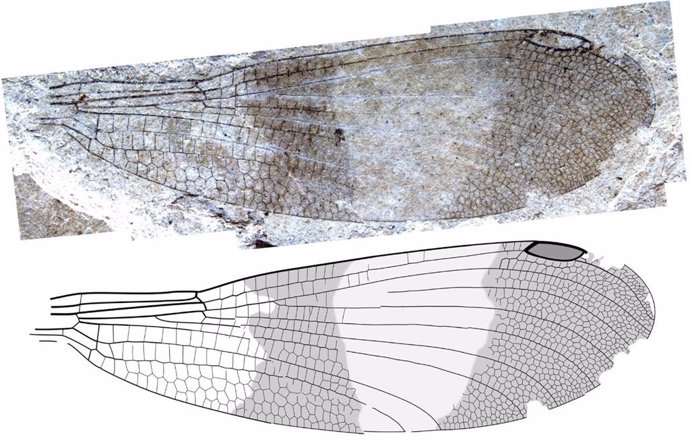 Ala de la nueva especie Okanagrion hobani, del sitio fósil de McAbee en Columbia Británica, un insecto con forma de caballito del diablo del nuevo suborden Cephalozygoptera