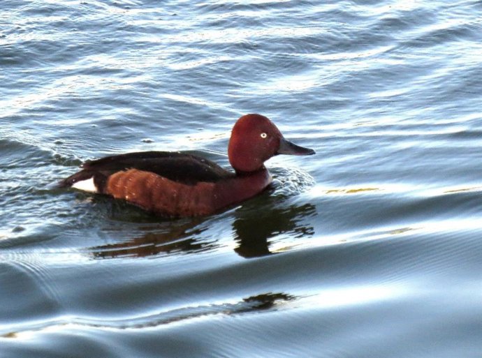 Imagen del Porrón pardo (Aythya nyroca), en la Laguna Primera de Palos (Huelva).