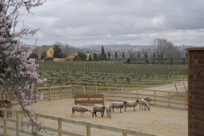 Archivo - Familia Torres inicia un plan para aplicar la agricultura regenerativa en sus viñedos