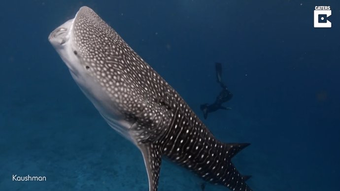 Este hombre comparte su encuentro con un tiburón ballena en las Maldivas