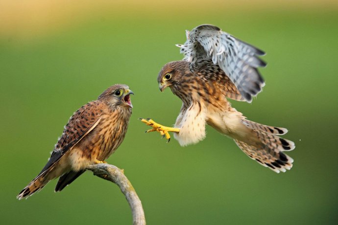 Obra finalista del concurso fotográfico de FIO 2021.