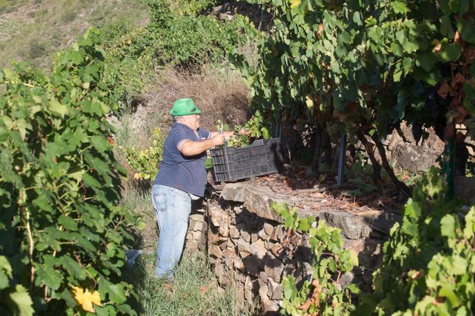 Archivo - Un vendimiador corta racimos de uvas en el viñedo de la Bodega Algueira de la D.O. Ribeira Sacra de Lugo durante la temporada 2020, en Doade, Lugo.